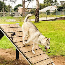 Richard Podmore Dog Park