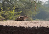 Mehrauli Archaeological Park