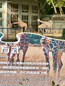 ورود باغ وحش شانگهای به بهشت ​​پرندگان