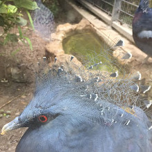 Shanghai Zoo Entering Type Birds Paradise