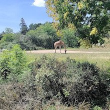 Lyon Zoo