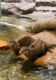 Fukuoka Zoo and Botanical Garden