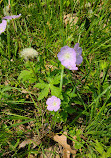 Paddock River Preserve