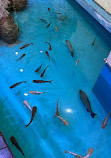 The Shore Oceanarium