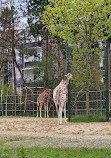 Cologne Zoological Garden