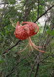 Maplewood Nature Center