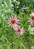 Maplewood Nature Center