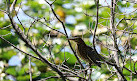 Maplewood Nature Center