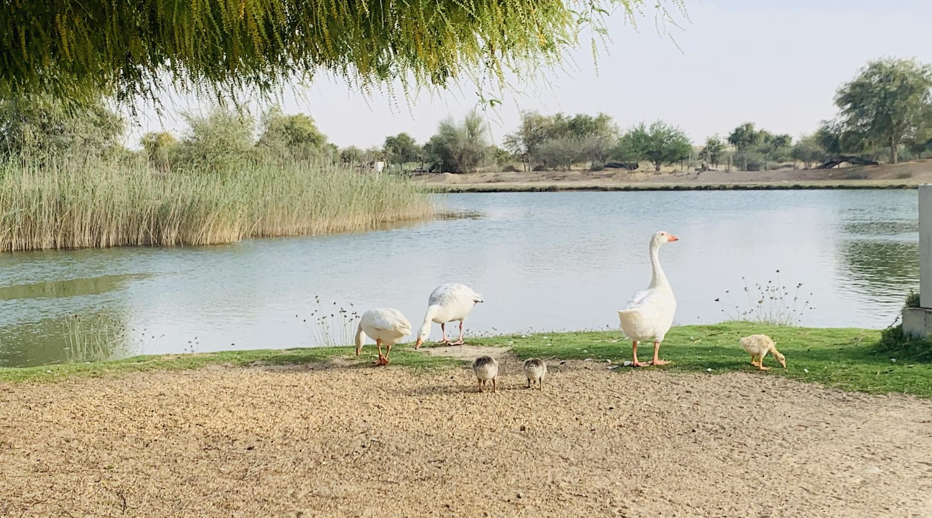 Al Qudra Kamp Alanı