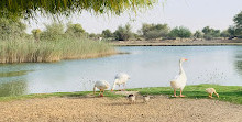 Al Qudra Camping Area