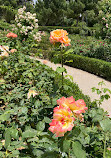 Rose Garden