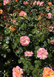 Rose Garden