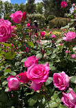 Rose Garden