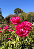 Rose Garden