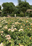 Rose Garden