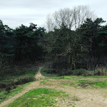 Sparrenburgbos