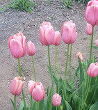 Dumbarton Oaks Park