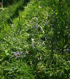 Dumbarton Oaks Park