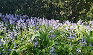 Dumbarton Oaks Park