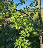 Dumbarton Oaks Park