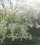 Dumbarton Oaks Park