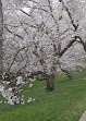 Dumbarton Oaks Park