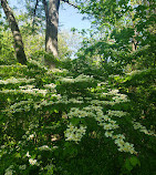 Dumbarton Oaks Park