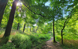 Parc Dumbarton Oaks