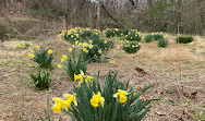 Dumbarton Oaks Park