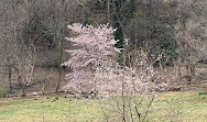 Dumbarton Oaks Park