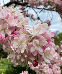 Parc Dumbarton Oaks