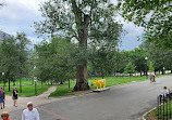 Boston Common