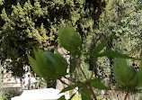 باغ گیاهی مونپلیه