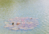 Lake Lalbagh