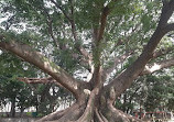 Lake Lalbagh