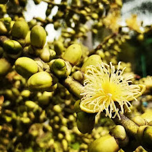 Cubbon Park