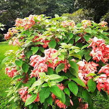 Cubbon Park