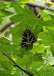 Butterflies Valley