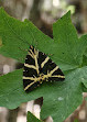 Butterflies Valley