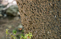 Butterflies Valley