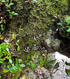 Butterflies Valley