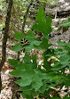 Butterflies Valley