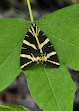 Butterflies Valley