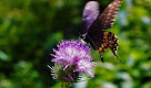 New York City Farm Colony