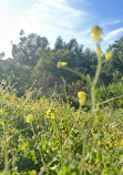 Santiago Oaks Regional Park