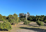 Santiago Oaks Regional Park