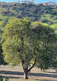 Santiago Oaks Regional Park