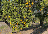 Santiago Oaks Regional Park