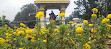 Tirupati Balaji 1607 step