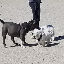 Dyker Beach Dog Run